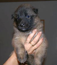 Tervueren vom Ryfenstein - N-Wurf